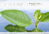 Windows 11 Microsoft Paint rolls out to Insiders with a new feature