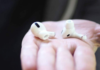 Apple adds a year to the AirPods Pro service program